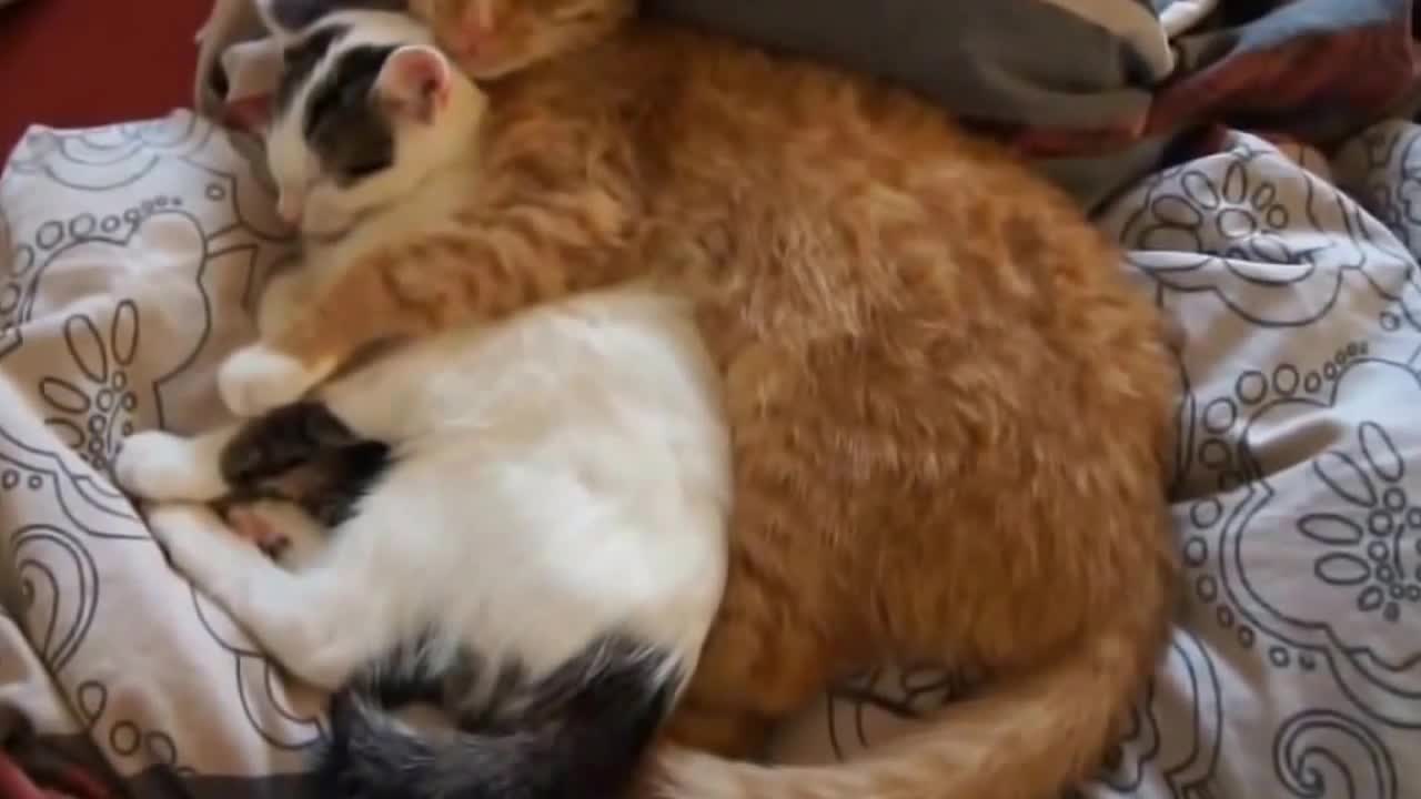 Two cats sleeping on bed in a romantic way funny video