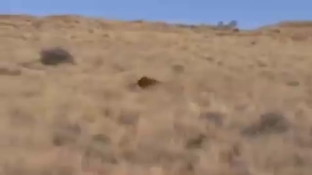 Male Lion making the fastest kill ever in history Must watch!!!
