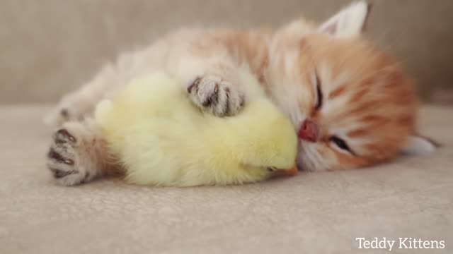 Kitten and Chick