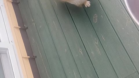 The dog excited to see awesome meal.