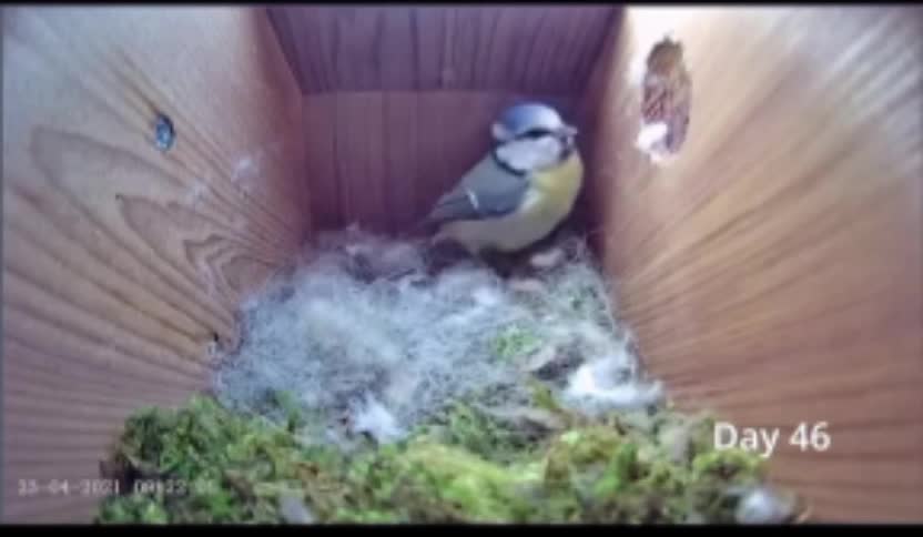 From Empty Nest to First Egg in 3 Miniutes