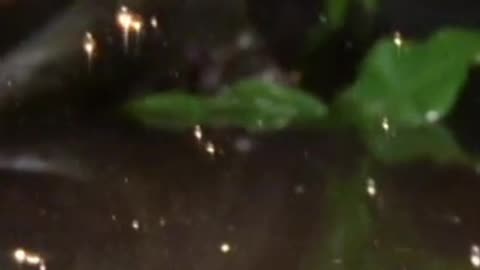 Para correr sobre el Agua no solo necesitas Velocidad