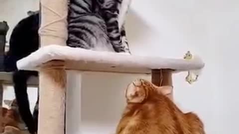 cat fight | cat funny moments videos | funny videos | cat | pet | animal love | funny moments