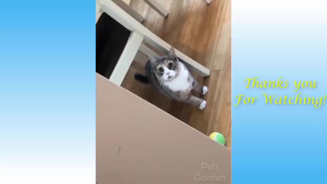 Funny And Cute animals LifeCats And Owners Are The Best Friends Videos