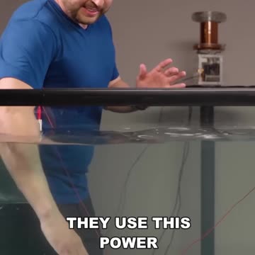 why you should never touch electric eel #deadlyfish