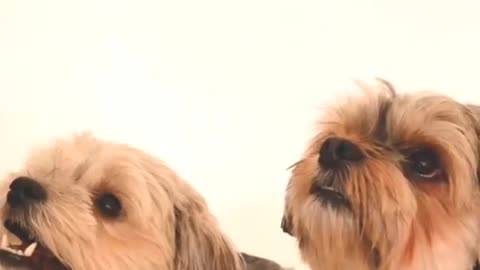 Super funny dog
