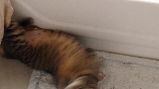 The cat does somersaults