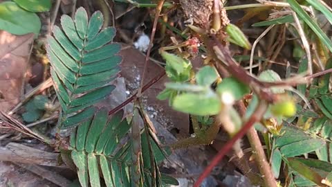 Little Mimosa plant