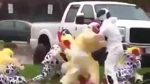 Cows and chickens fight 😂