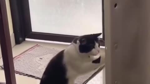 funny cat