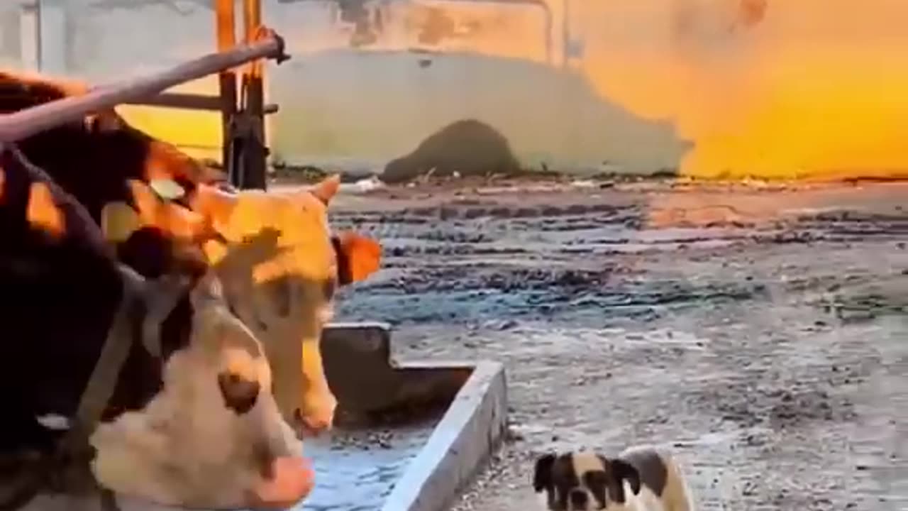 Best Dogs And Cats Funny Videos πΊπ