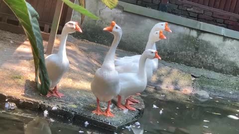 Secretly take pictures of ducks' communication