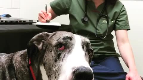 Best Funny Animal Videos 2022 😺 Funny Dog Videos 2022 😁 Funniest Dog Videos 😁😇