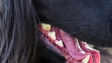 Dog teeth video