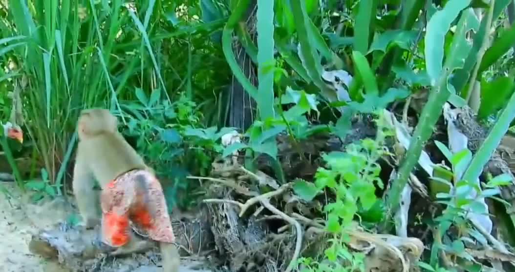 Funny and checkan fighting #shorts🧚🧚🧚