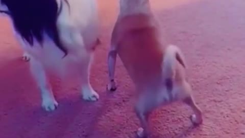 Funny #wee #foryou #fyp #funnyvideos #animals #dog 🤣🤣😂