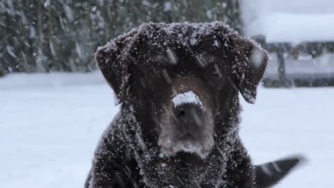 Amazing Labrador Dog