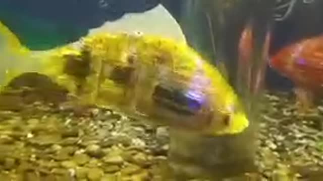 mechanical fish