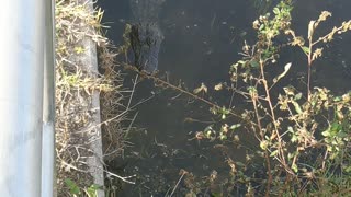 Gator in the shadows looks hungry