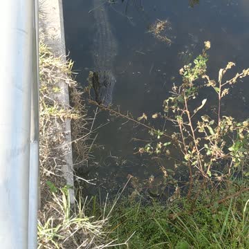 Gator in the shadows looks hungry