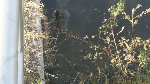 Gator in the shadows looks hungry