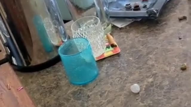 funny cat play
