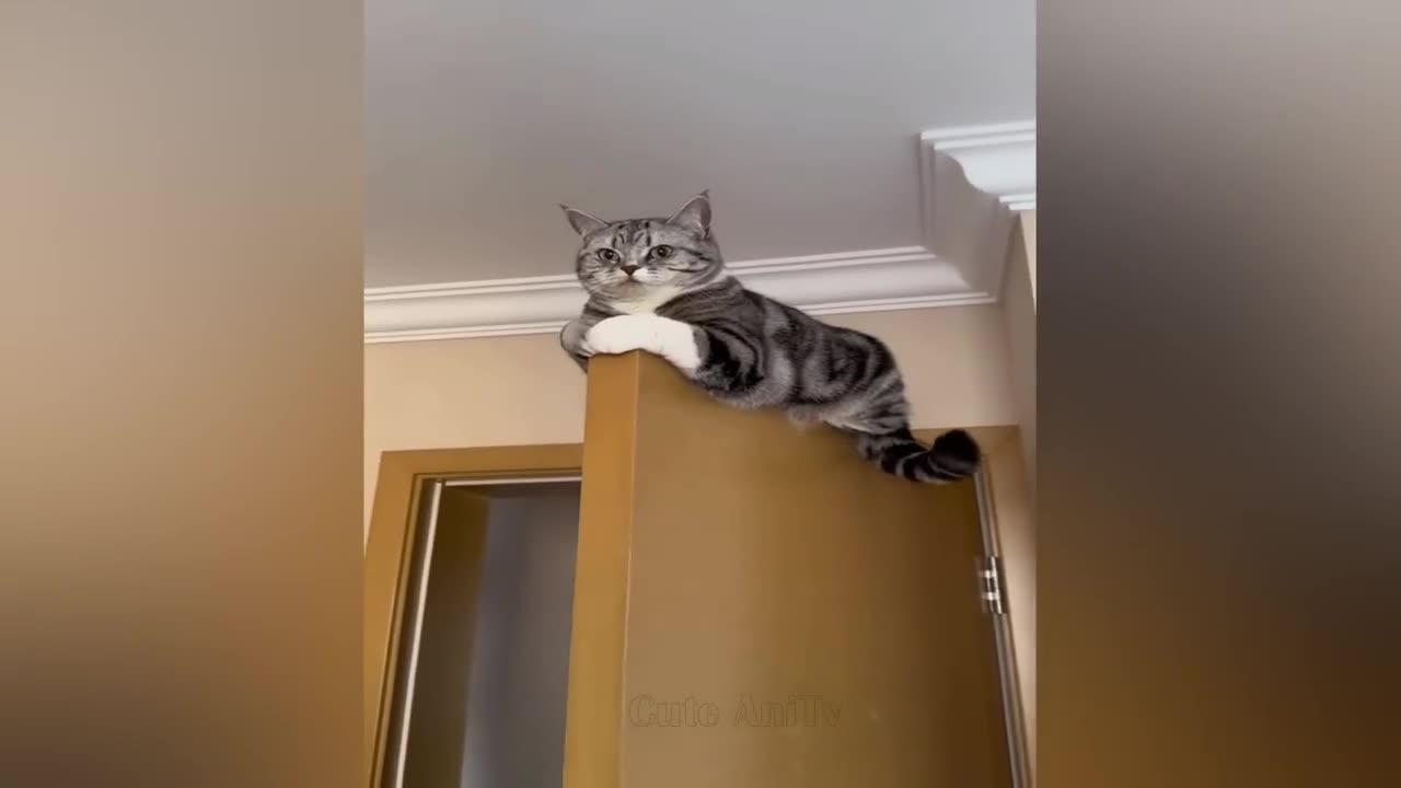 New funny video Cats 2023, cats meme funny