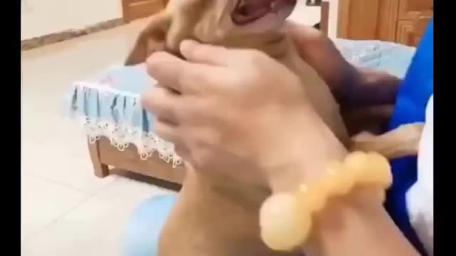 Try not to Laugh Funny cats Caught on Camera 😂