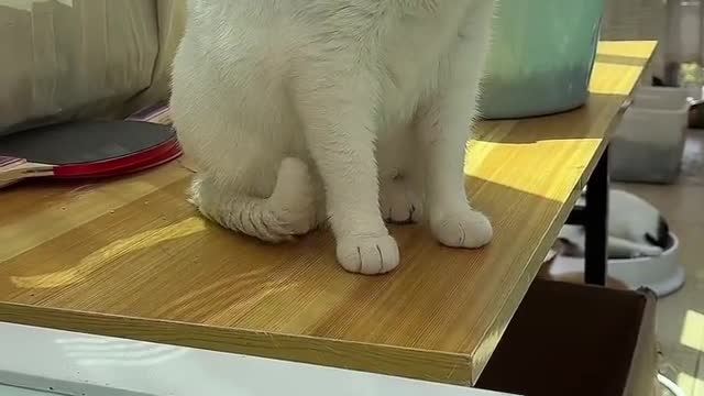 How to deal with a cat with itchy hands