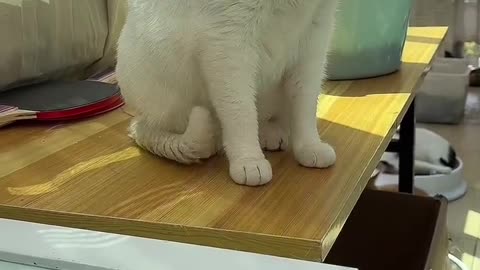 How to deal with a cat with itchy hands