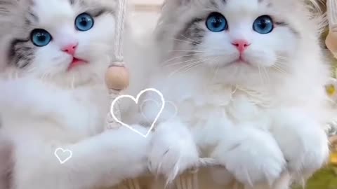 Cute funny cat