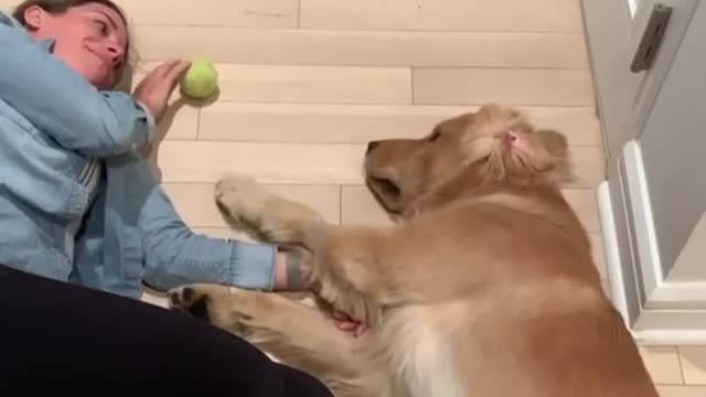 Dogs Training Short | must watch real training