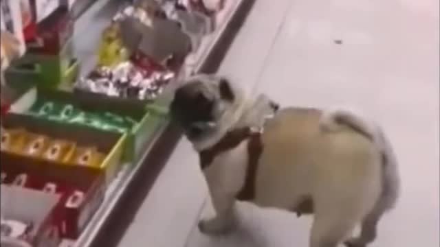 My pet dog helped himself to the sausage he wanted and urged me to pay for it
