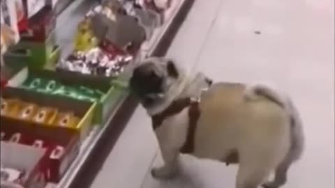 My pet dog helped himself to the sausage he wanted and urged me to pay for it