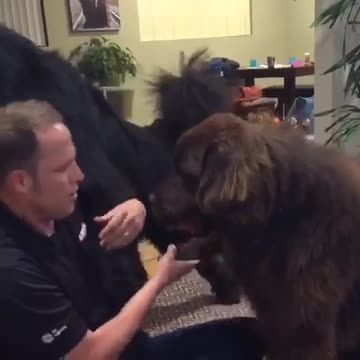 Enorme Terranova trepa sobre su dueño