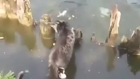 The cat is fishing