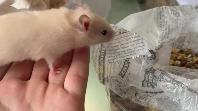 Cute little hamster