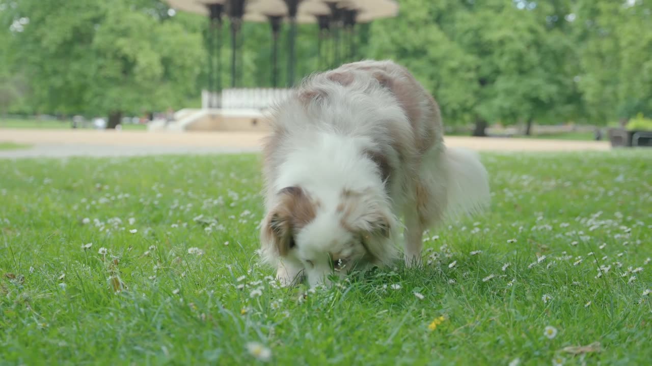 Happy dog.