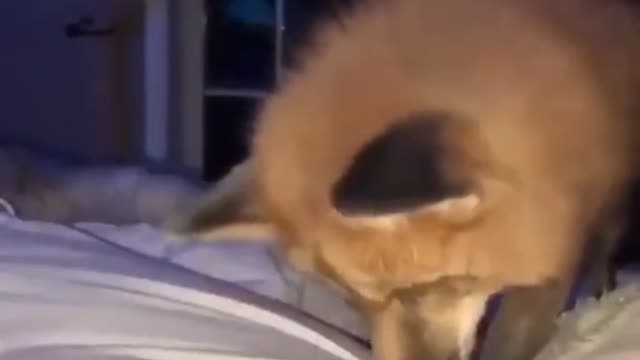 Funniest And Cutest Dogs And Cats Funny Pet Animals' Life
