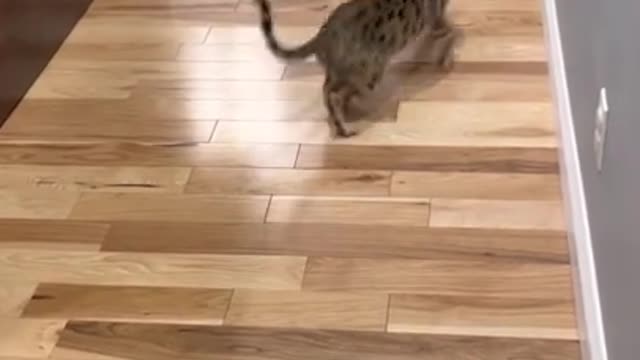 Bengal cat and Dalmatian puppy playing