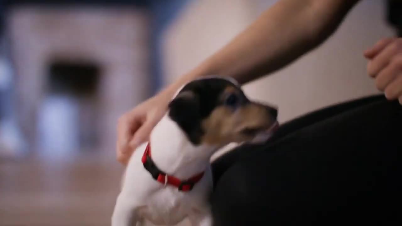 Basic Dog Training _ Top 10 Essential Comands Every Dog Should Know!