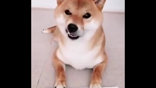 Dogs love to play tic-tac-toe.