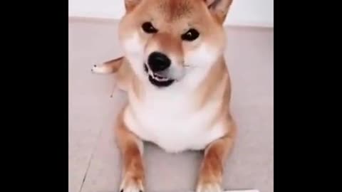 Dogs love to play tic-tac-toe.