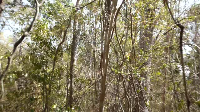 Verreauxs Sifaka and Baby Leaping from Tree to Tree