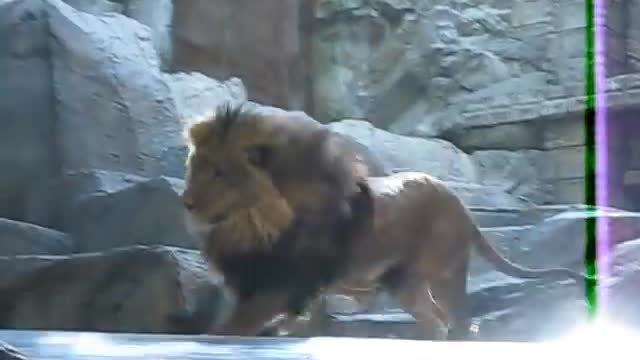 Lion Attack in Las Vegas