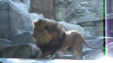 Lion Attack in Las Vegas