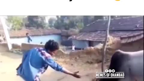 Angry Bull Attack on Young Guy and Damaged his Penis Very Badly😂😂😂😂