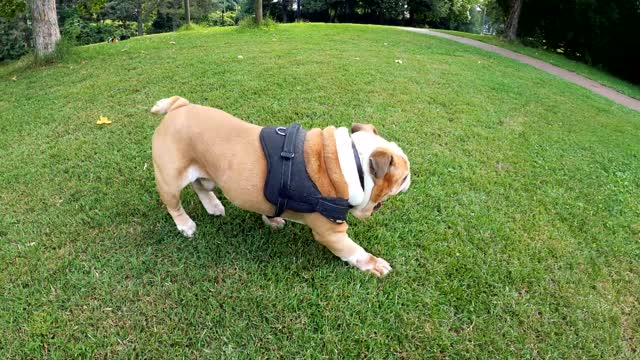 Very Cute French Dog Playing #Shorts