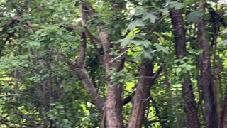 Blue Jay and Red-Tailed Squirrel