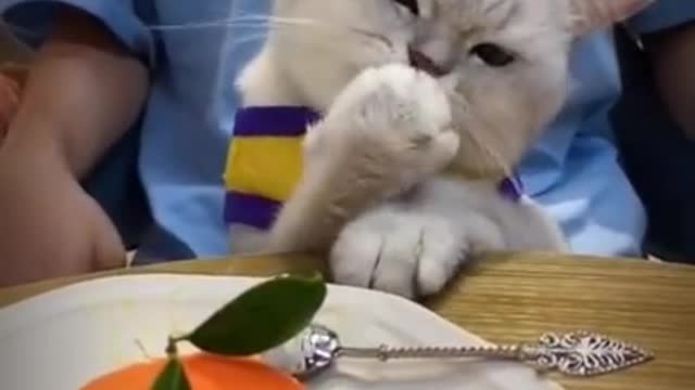 Lovely Cat Want to Eat Orange